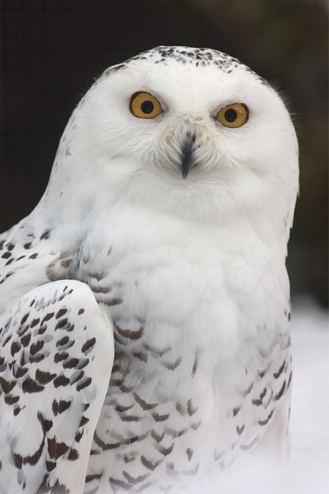 snowy-owl