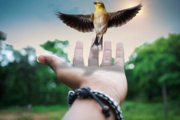 Orionis et l’Ange de la Joie : La guérison vous est transmise
