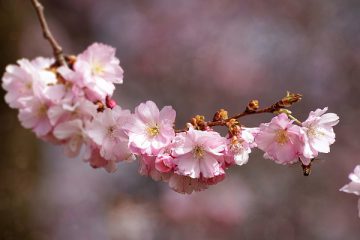 LE DÉBUT DU PRINTEMPS ET L’ALIMENTATION – ÉNERGIE DU BÉLIER