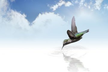 PENSÉE DU JOUR PENSÉE DU JOUR