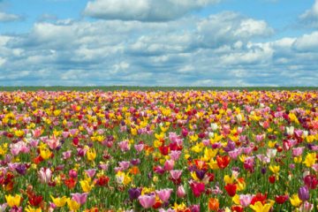 L’ARRIVÉ DU PRINTEMPS ET LE RENOUVEAU INTÉRIEUR L’ARRIVÉ DU PRINTEMPS ET LE RENOUVEAU INTÉRIEUR