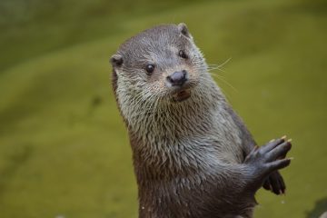 LA LOUTRE NOUS RAPPELLE QUE LA VIE EST UN JEU