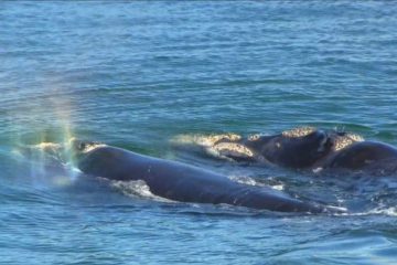 MESSAGE DES BALEINES – NAÎTRE AU NOUVEAU EST SOUVENT TRÈS DÉSTABILISANT ! MESSAGE DES BALEINES – NAÎTRE AU NOUVEAU EST SOUVENT TRÈS DÉSTABILISANT !