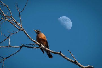 NOUVELLE LUNE DU 05 MAI 2019 ET GRAND PORTAIL ÉNERGÉTIQUE 5/5