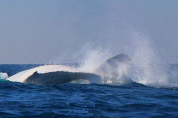 Ne portez pas cette haine face aux chasseurs de baleines !