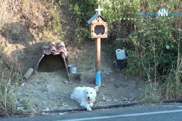 UN CHIEN REFUSE DE QUITTER L’ENDROIT OÙ A EU LIEU L’ACCIDENT MORTEL DE SON MAÎTRE