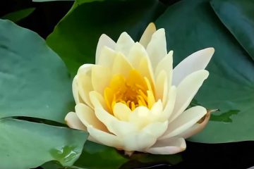 SOIE-ZEN – Exercices pour les yeux