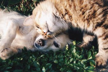 TROIS LEÇONS DE VIE QUE NOUS POUVONS APPRENDRE DE NOS ANIMAUX DE COMPAGNIE TROIS LEÇONS DE VIE QUE NOUS POUVONS APPRENDRE DE NOS ANIMAUX DE COMPAGNIE