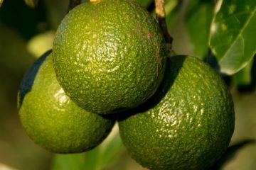 LES 10 VERTUS DE L’AVOCAT POUR LA SANTÉ