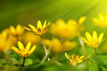 9 RECETTES DE BOISSONS ÉNERGISANTES SANTÉ – 100% NATURELLES