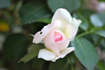 IL N’Y A PLUS RIEN NI PERSONNE À REJETER IL N’Y A PLUS RIEN NI PERSONNE À REJETER