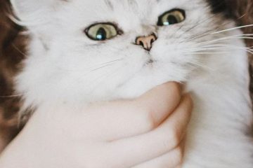 LE POUVOIR DE GUÉRISON DES CHATS