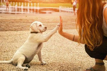 La communication animale ? Un formidable moyen de le comprendre