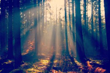 Quand on a le sentiment d’avoir tant fait et de ne rien récolter… Quand on a le sentiment d’avoir tant fait et de ne rien récolter…