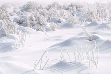 JANVIER 2020 : BLANC COMME NEIGE