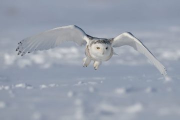 PIGEZ UNE CARTE !