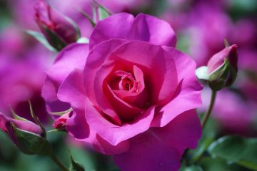 LA ROSE