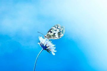 Lettre de Lumière de Mai: Conscience Céleste de la NOUVELLE Terre & Focalisation sur le ‘Comment’ Lettre de Lumière de Mai: Conscience Céleste de la NOUVELLE Terre & Focalisation sur le ‘Comment’