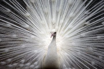 L’Oiseau Blanc de l’Esprit s’éveille en vous