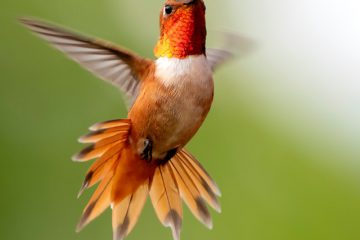 VOUS ÊTES ICI POUR VOUS ÉLEVER