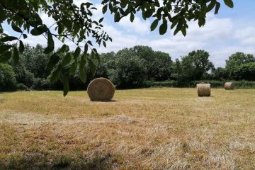 LE BON GRAIN ET L’IVRAIE