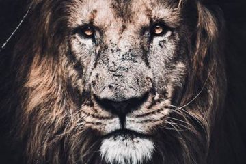 C’EST LE MOMENT DE FAIRE CONFIANCE À VOTRE SAGESSE INTÉRIEURE C’EST LE MOMENT DE FAIRE CONFIANCE À VOTRE SAGESSE INTÉRIEURE