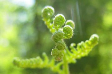 Un SEUL d’entre vous, en connexion consciente avec la SOURCE, est plus puissant que des milliers d’autres qui ne le sont pas