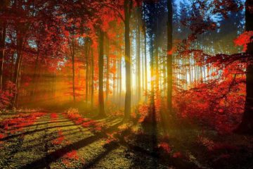 La MAGIE d’être dans un environnement de HAUTES VIBRATIONS La MAGIE d’être dans un environnement de HAUTES VIBRATIONS