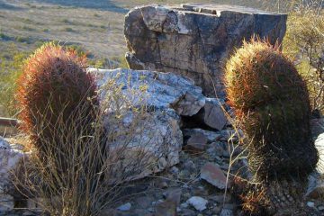 ABANDONNEZ LA BATAILLE !…