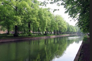 LES TROIS ARBRES JUMEAUX