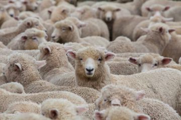 Votre docilité à l’égard des directives imposées est étonnante..! Votre docilité à l’égard des directives imposées est étonnante..!