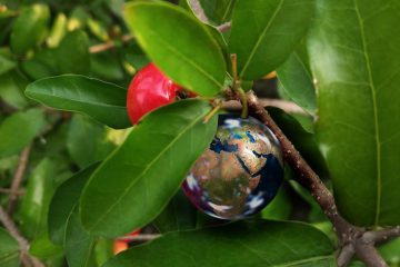 LA MAGIE DES PLANTES DANS LE NOUVEAU MONDE CONSCIENT LA MAGIE DES PLANTES DANS LE NOUVEAU MONDE CONSCIENT