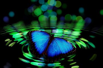 CAPSULE # 7 « LA RECONNAISSANCE DE NOTRE INCARNATION AU SERVICE DE NOTRE TRANSFORMATION »