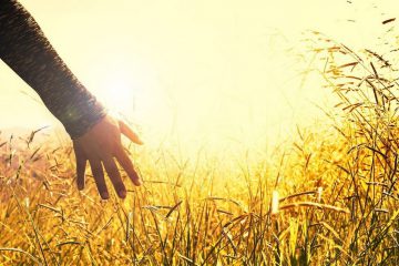 LA PAIX ET L’ECLOSION DU TEMPS