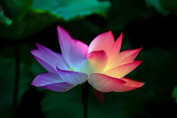 Maintenant vient la croissance rapide du Lotus d’Amour au centre de vos cœurs