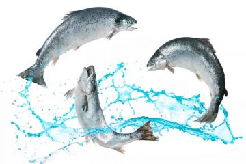 Comme des poissons hors de l’eau, le saut du renouveau. Comme des poissons hors de l’eau, le saut du renouveau.
