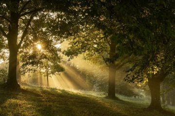 POUR L’AMOUR DE VOUS, L’ARBRE EST RENVERSÉ