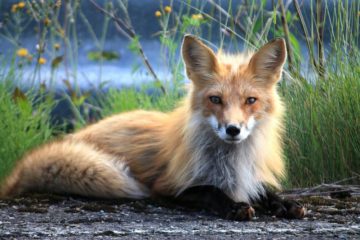 Message du règne animal : Le monde s’expand et grandit en lumière