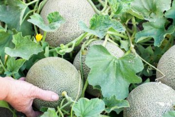 Arrosez les fruits, pas les mauvaises herbes
