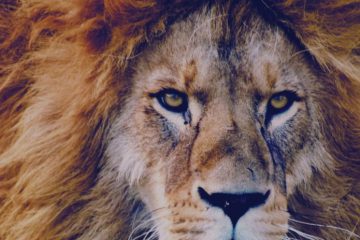 LE PIC DE LA PORTE DU LION CETTE FIN DE SEMAINE LE PIC DE LA PORTE DU LION CETTE FIN DE SEMAINE