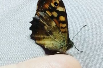 La lumière agit pour votre liberté, l’heure de la transformation est arrivée