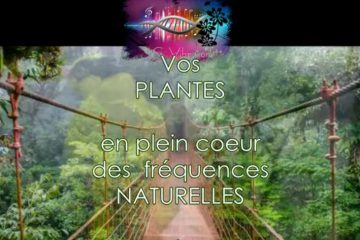 Belles Plantes & Jardins: 7.83, 432 et 528 Hz