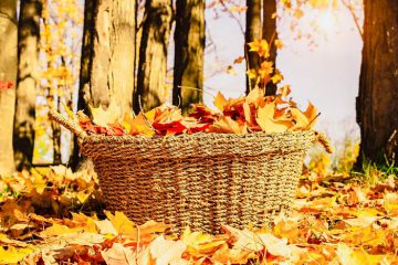 LES ENERGIES DE SEPTEMBRE 2021 OSER L’AUDACE POUR DES DENOUEMENTS HEUREUX LES ENERGIES DE SEPTEMBRE 2021 OSER L’AUDACE POUR DES DENOUEMENTS HEUREUX