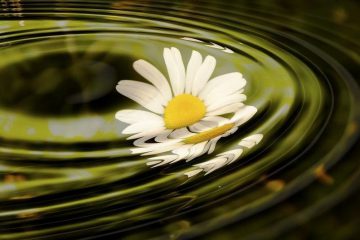 De la terre à l’Uni-Vers, une évolution salut-terre De la terre à l’Uni-Vers, une évolution salut-terre