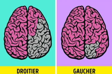 Deux MONDES différents, celui des DROITIERS et celui des GAUCHERS