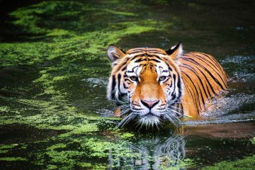 Horoscope chinois 2022- Tigre d’eau
