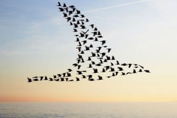Quelle est la seule façon de vivre dans un monde sans restrictions ?
