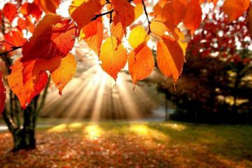 LES VIBRATIONS DE NOVEMBRE
