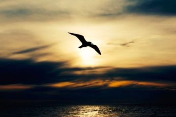 N’abandonnez pas vos rêves… Jamais ! Ils parlent de vous. Ils vous racontent ! N’abandonnez pas vos rêves… Jamais ! Ils parlent de vous. Ils vous racontent !
