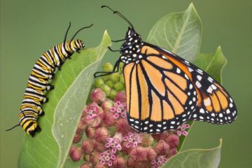 QUEL SERA VOTRE CHOIX ?… la CHENILLE ou le PAPILLON ?… QUEL SERA VOTRE CHOIX ?… la CHENILLE ou le PAPILLON ?…